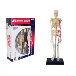 4D Anatomía el esqueleto