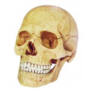 Cráneo natural 4D
