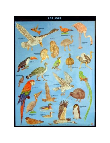 Lamina gigante: Las Aves - Los Mamíferos