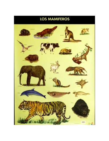 Lamina gigante: Las Aves - Los Mamíferos