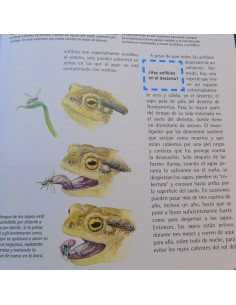 Reptiles y anfibios 2