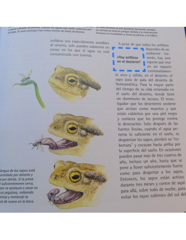 Reptiles y anfibios